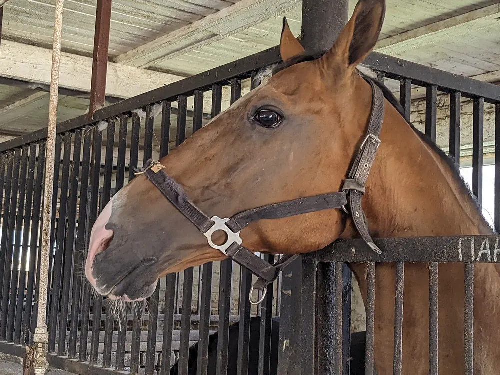 Primer plano de la cabeza de un Akhal-Teke con sus ojos almendrados característicos