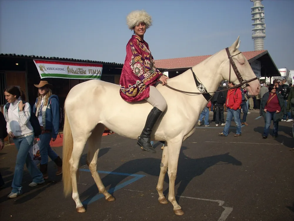 Caballo Akhal-Teke dorado con su característico brillo metálico