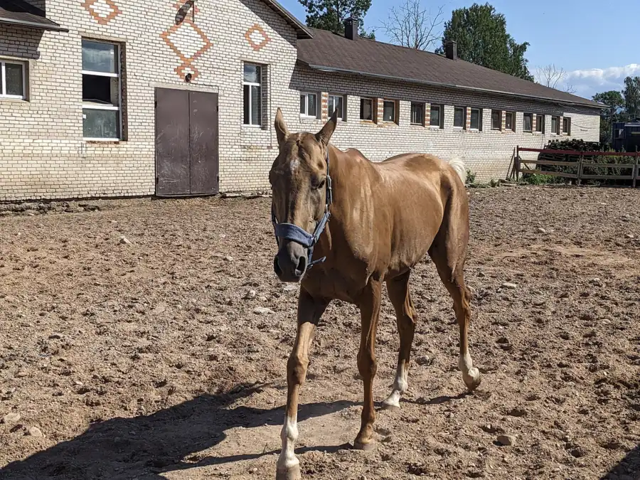 Akhal-Teke palomino de capa dorada caminando en una ganadería de Turkmenistán