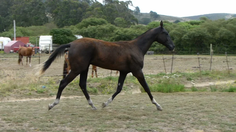 Potro Akhal-Teke joven al trote