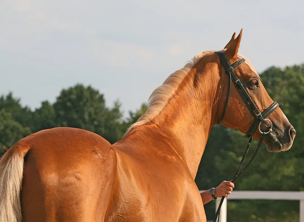 Semental Akhal-Teke de perfil en exposición