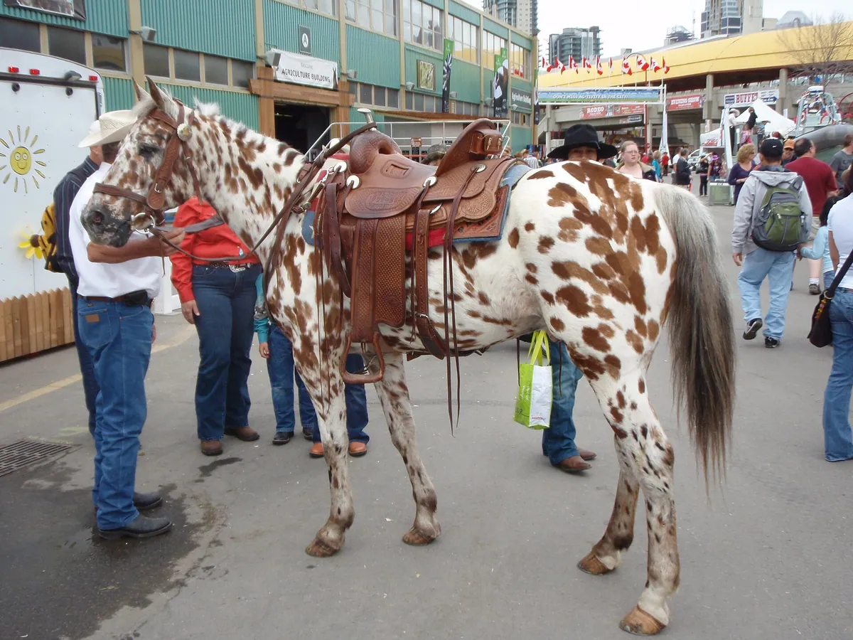 Caballo appaloosa de patrón leopardo con silla western en el Calgary Stampede