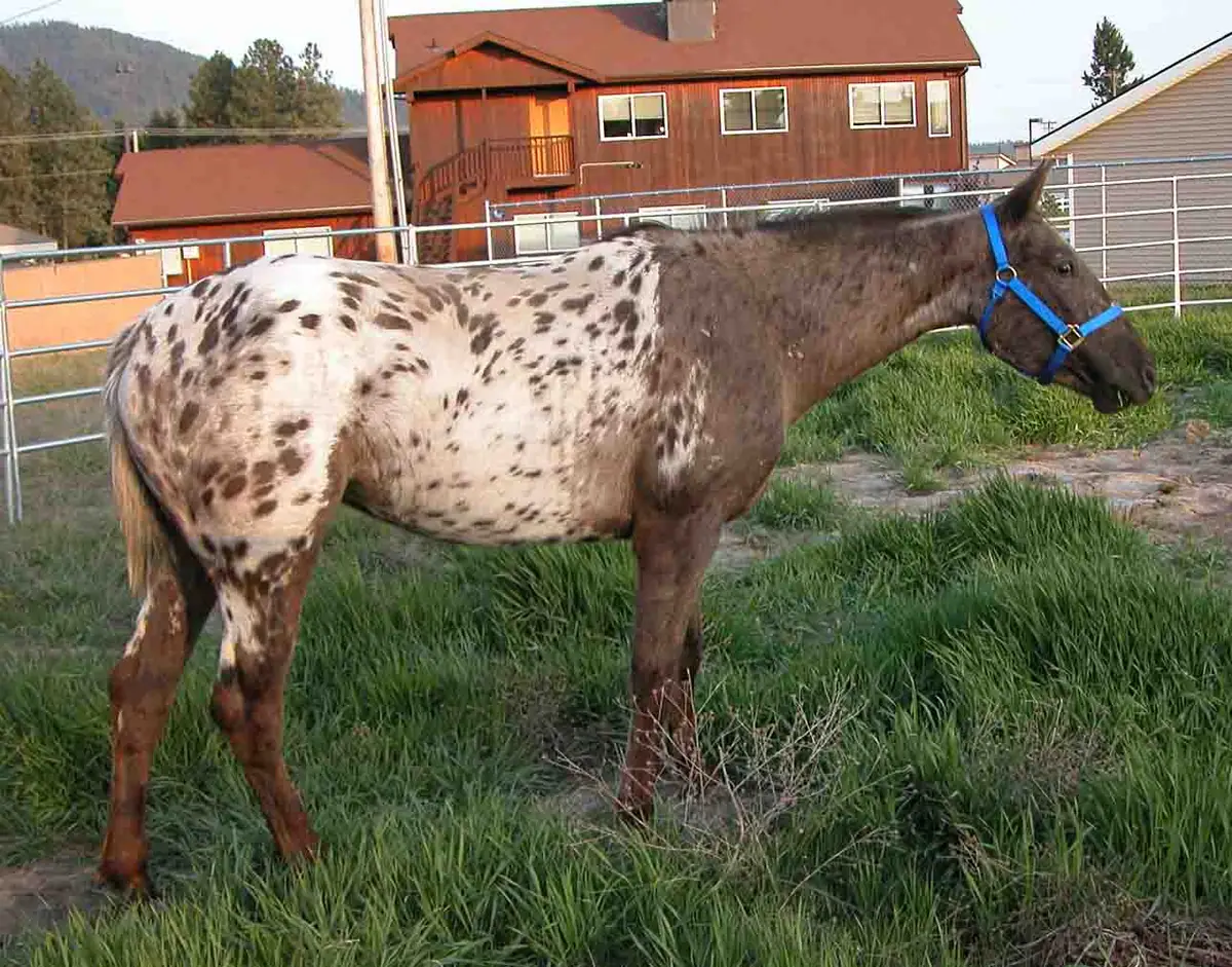 Yegua appaloosa de patrón manta con la grupa blanca y manchas oscuras