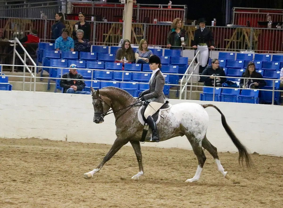 Cruce de caballo árabe y appaloosa montado en una exhibición ecuestre
