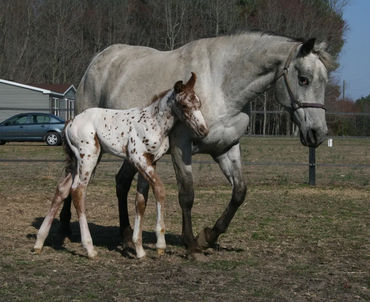 Yegua appaloosa con su potro de manchas leopardo