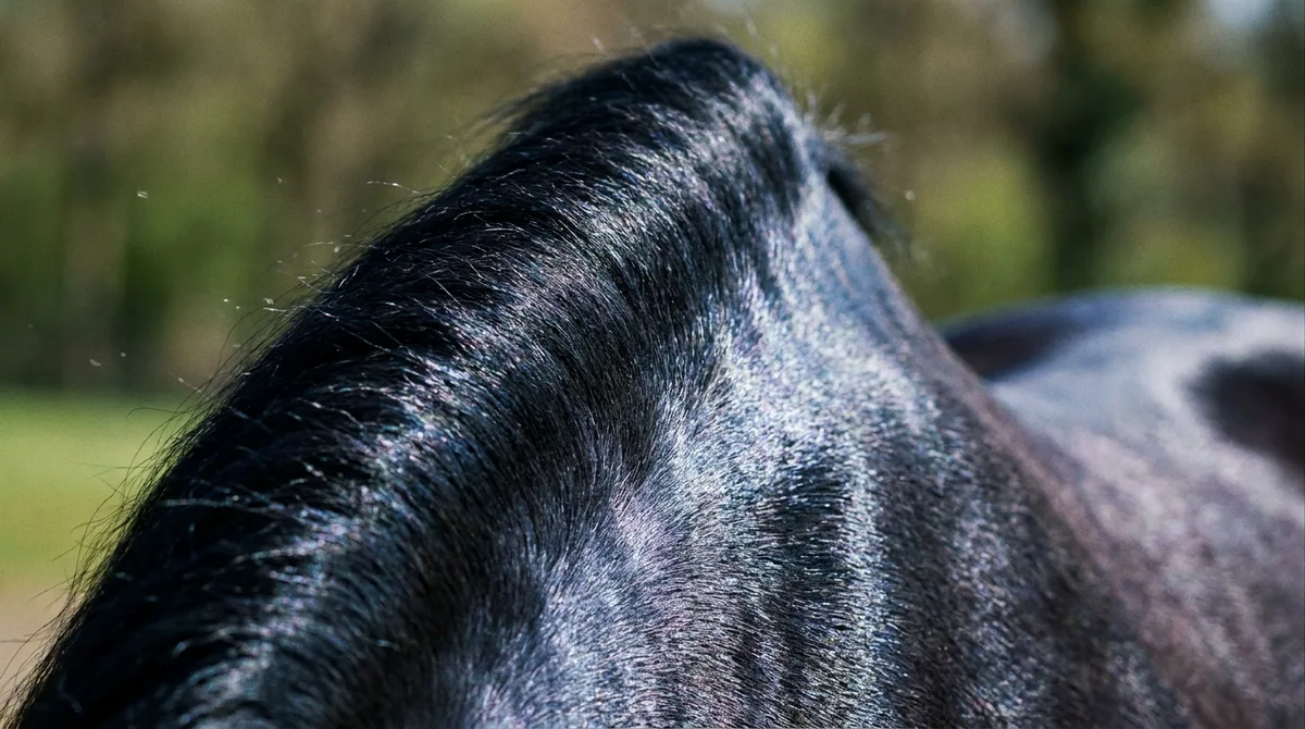 Close-up del pelaje negro azabache del caballo frisón: el brillo azul metalico caracteristico de la raza