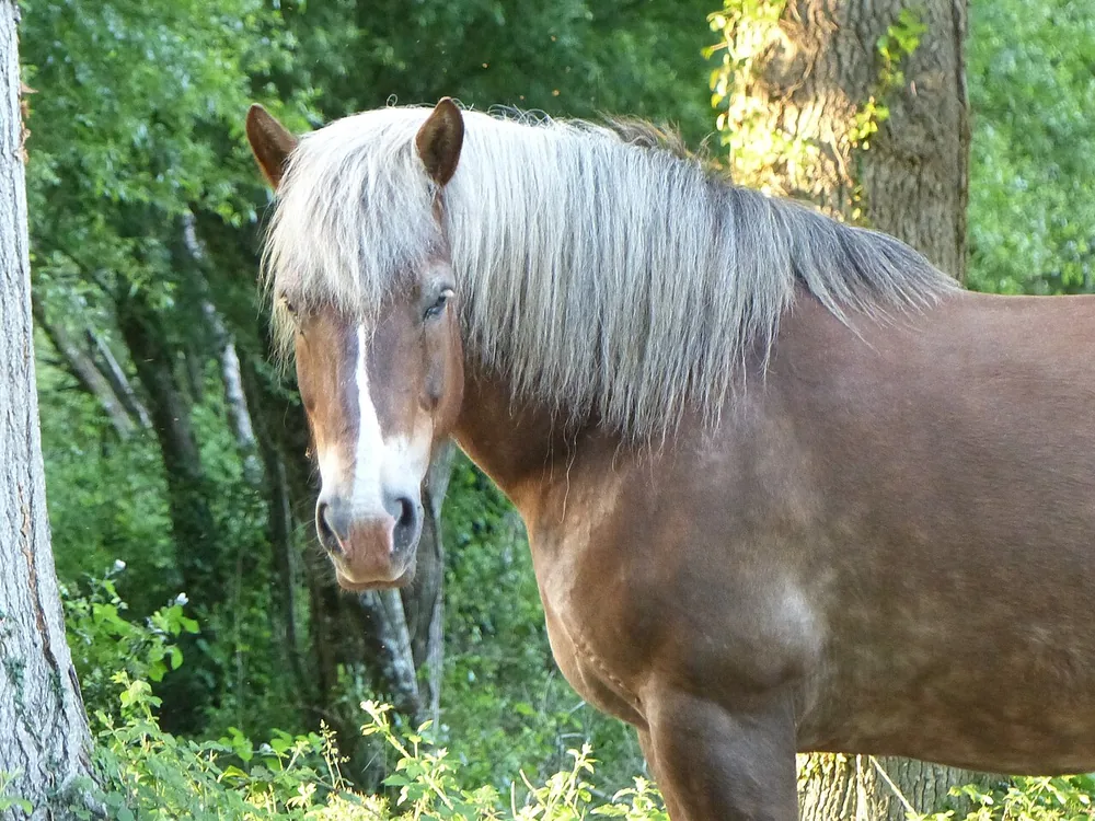 Caballo bretón con su característica capa castaña y crin rubia