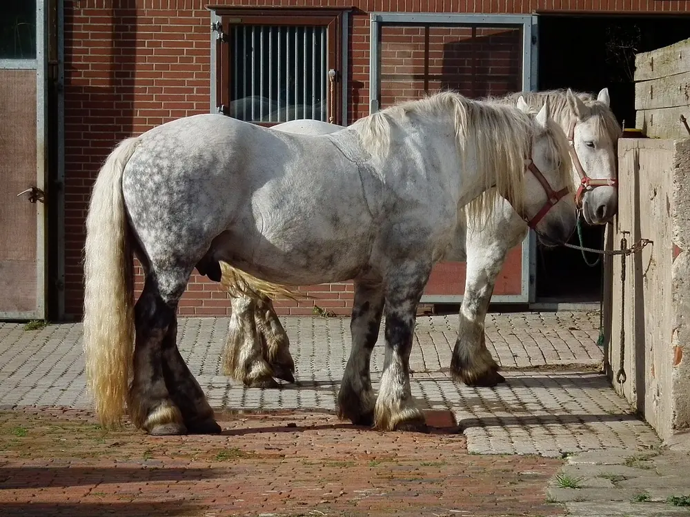 Dos caballos percherones grises en el patio de una cuadra