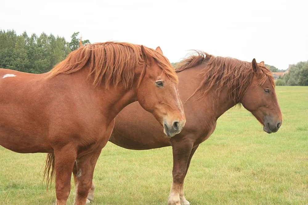 Dos caballos Suffolk Punch de capa alazana en un prado