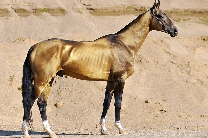 Akhal-Teke con pelaje dorado de brillo metálico, el caballo del desierto de Turkmenistán