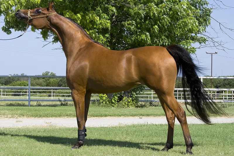 Caballo árabe de perfil clásico: la sangre que corre dentro de casi todas las razas de élite