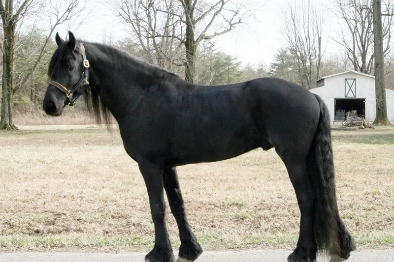 Caballo frisón negro de crines abundantes, el favorito del mercado de lujo europeo