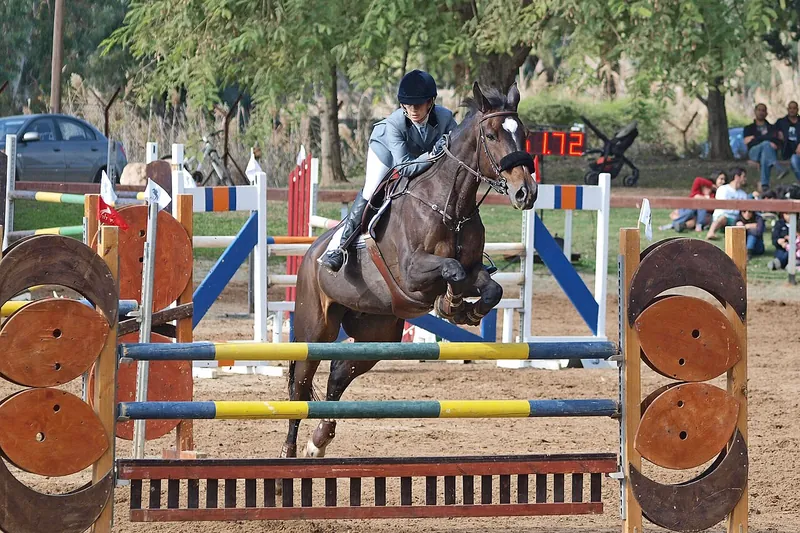 Caballo de deporte warmblood saltando un obstáculo de concurso hípico