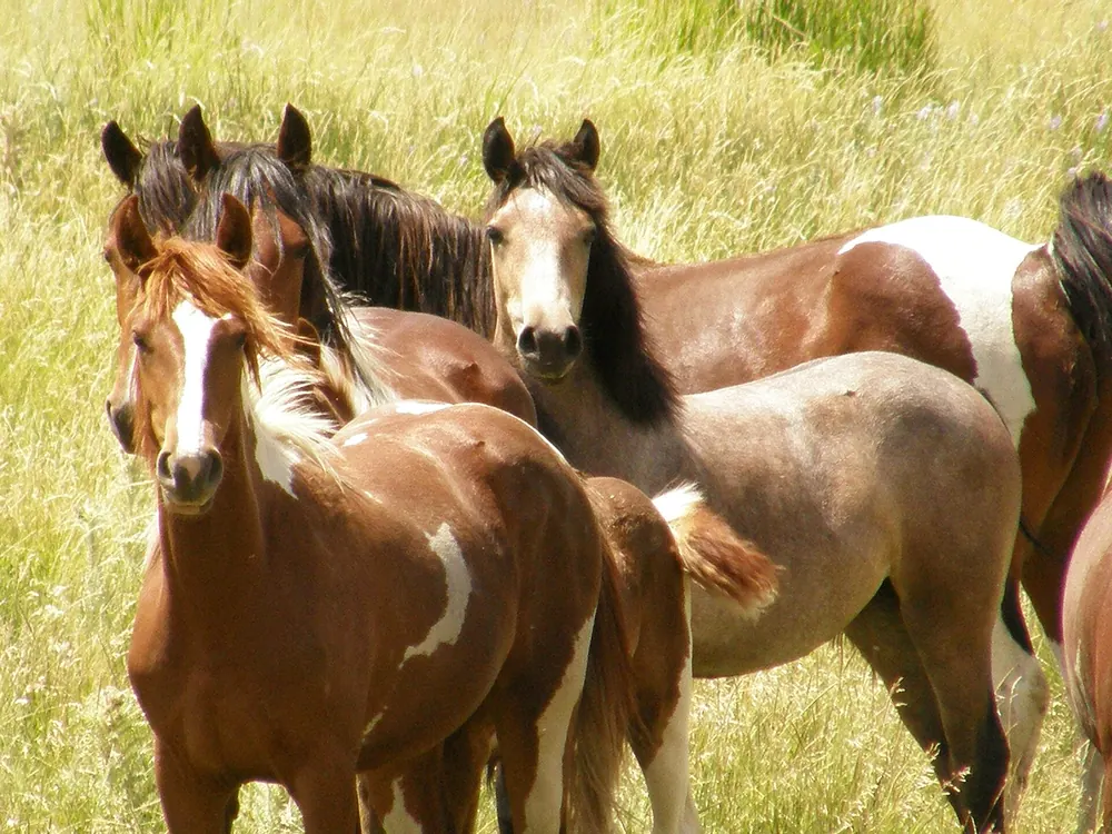 Mustangs pintos y bayos de distintas capas en una manada de Wyoming