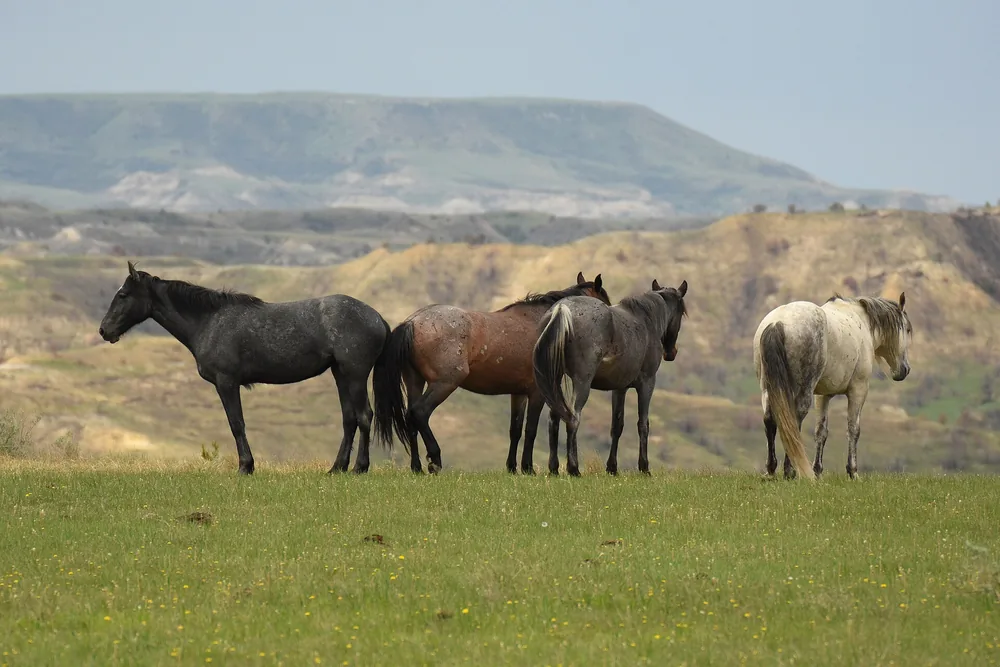 Caballos cimarrones en las Badlands del Parque Nacional Theodore Roosevelt, Dakota del Norte
