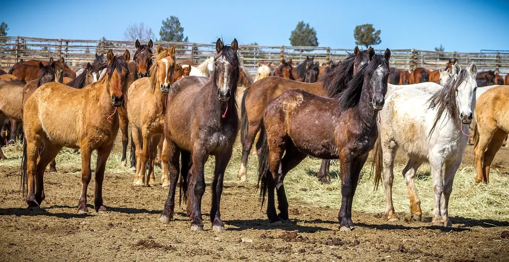 Mustangs retirados en los corrales del BLM en Hines, Oregón