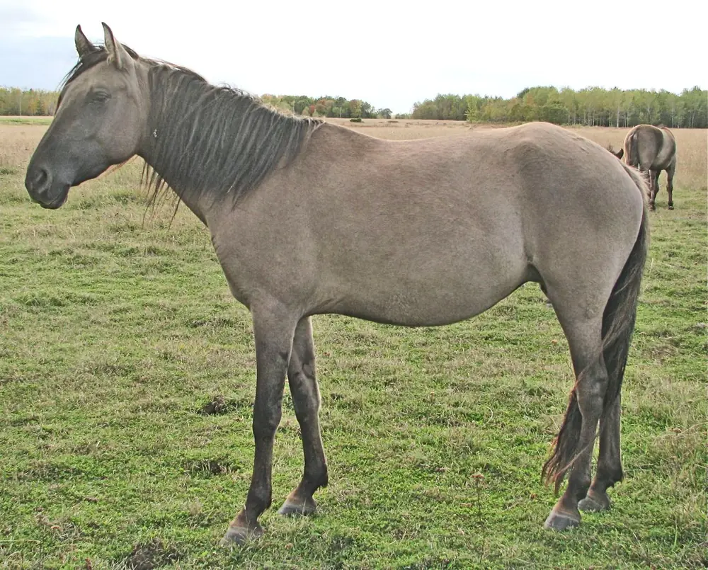 Yegua mustang Kiger de capa gris parda con aspecto similar al caballo sorraia