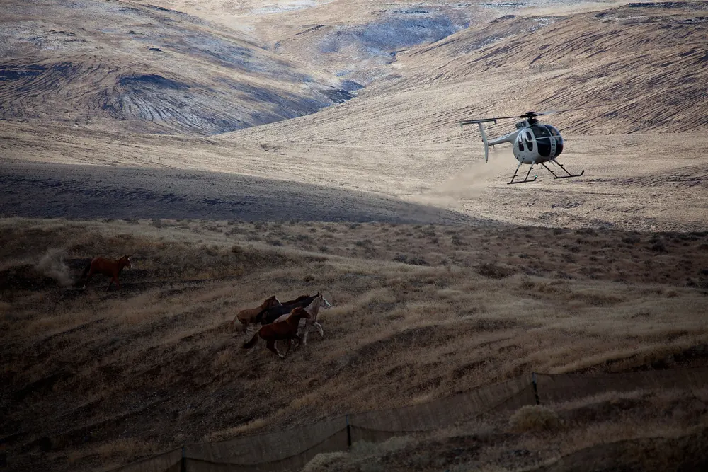 Helicóptero agrupando caballos mustang durante una retirada del BLM en Nevada