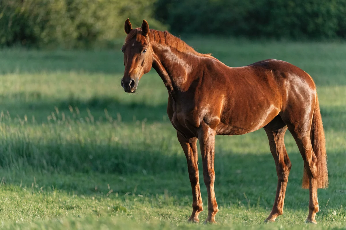 Caballo de capa alazán: cuerpo, crin y cola del mismo tono rojizo uniforme