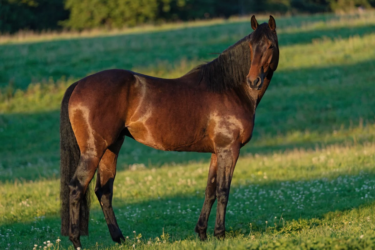 Caballo de capa castaño o bayo: cuerpo rojizo con extremidades, crin y cola negras