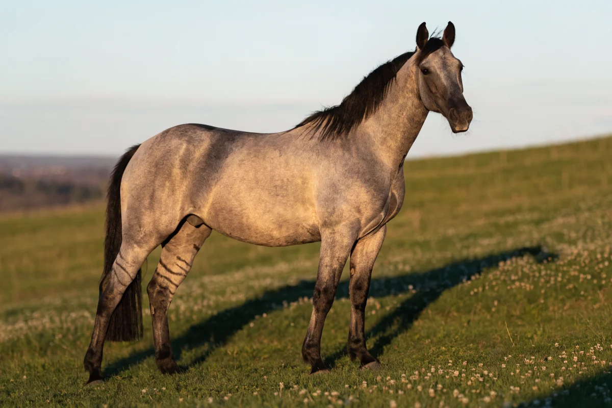 Caballo de capa grullo: tono gris-azulado producido por el gen Dun sobre base negra