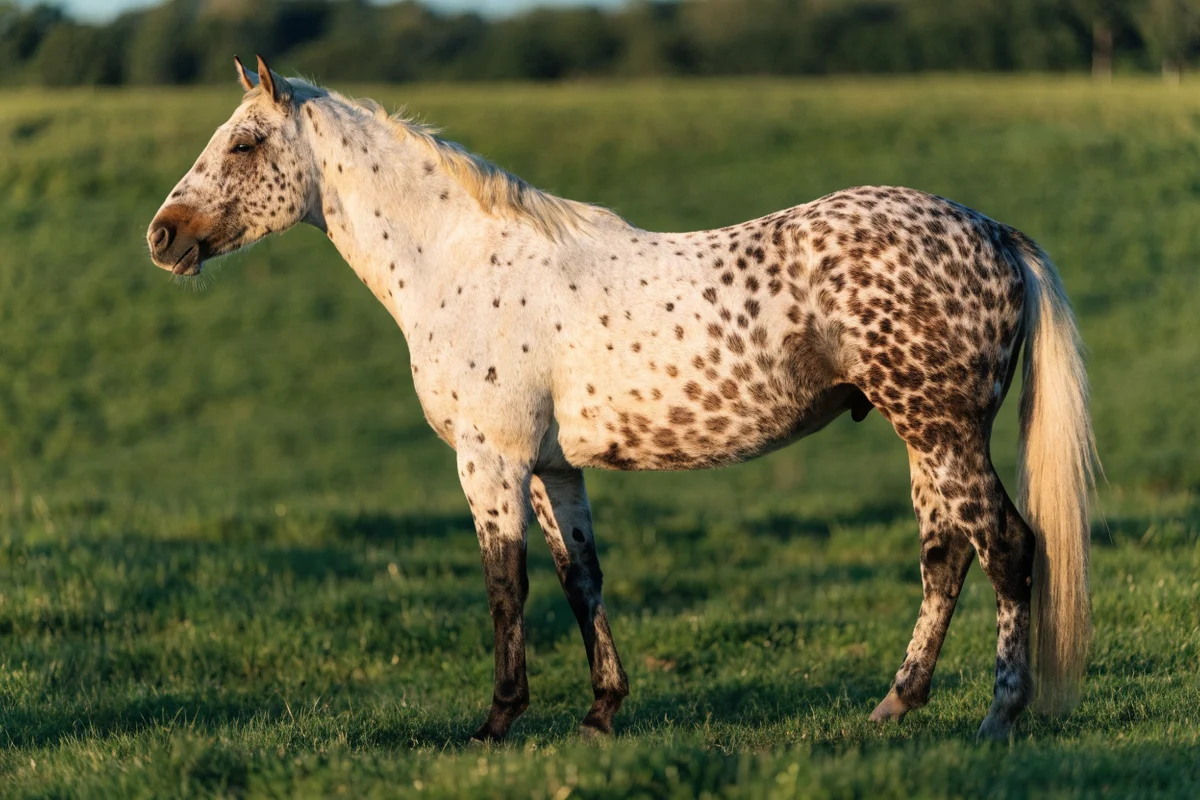 Caballo con patrón leopardo: manchas oscuras sobre fondo blanco, característico del appaloosa