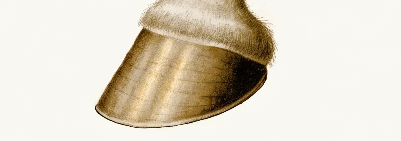 Ilustración de la vista lateral del casco de un caballo con la banda coronaria, la muralla y el talón señalados