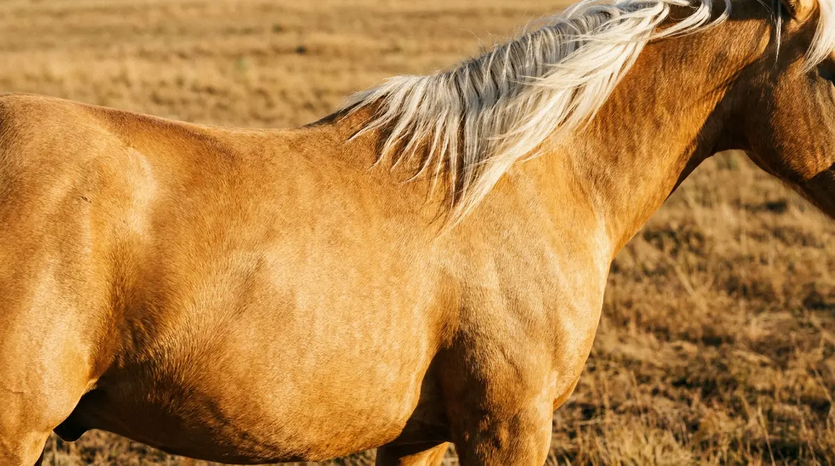 Caballo palomino dorado: resultado del gen Cream diluyendo el alazán base en la genetica del color de caballos