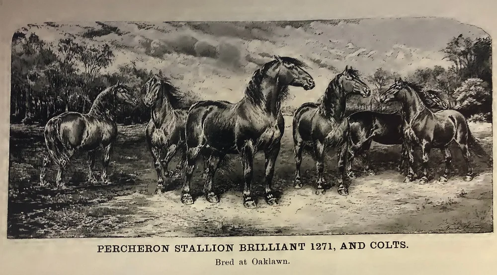 Grabado del semental percherón Brilliant 1271 con sus potros en Oaklawn