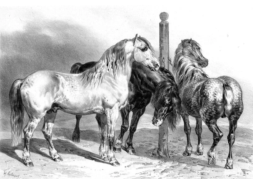 Grabado de sementales percherones publicado en Francia hacia 1850