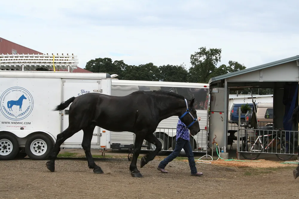 Caballo percherón negro llevado del ramal en una exposición