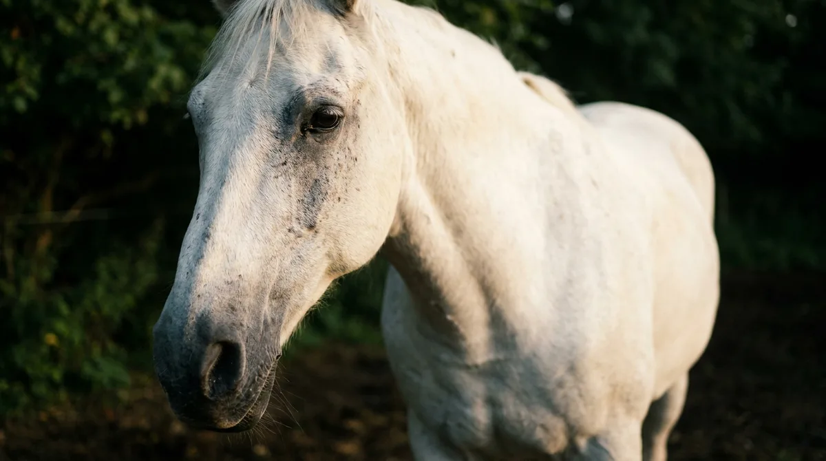 Caballo tordo avanzado casi blanco: sin prueba de ADN no puedes predecir el color de sus potros