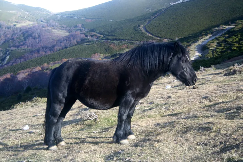 Asturcón, poni rústico de Asturias en peligro de extinción