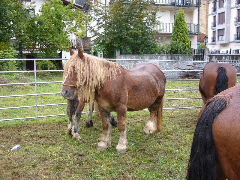Caballo burguete de Navarra en peligro de extinción