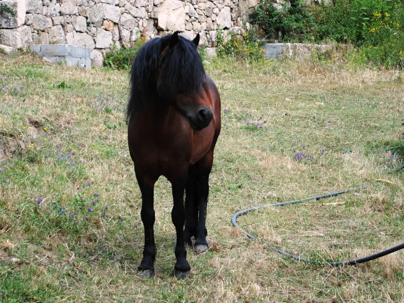 Caballo de pura raza gallega en peligro de extinción