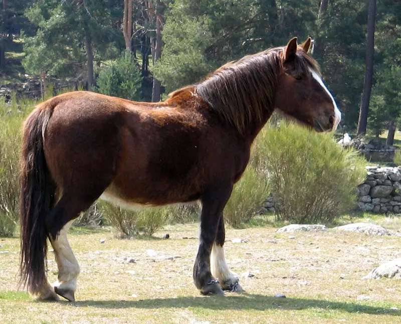 Caballo hispano-bretón, raza de tiro del Pirineo en peligro
