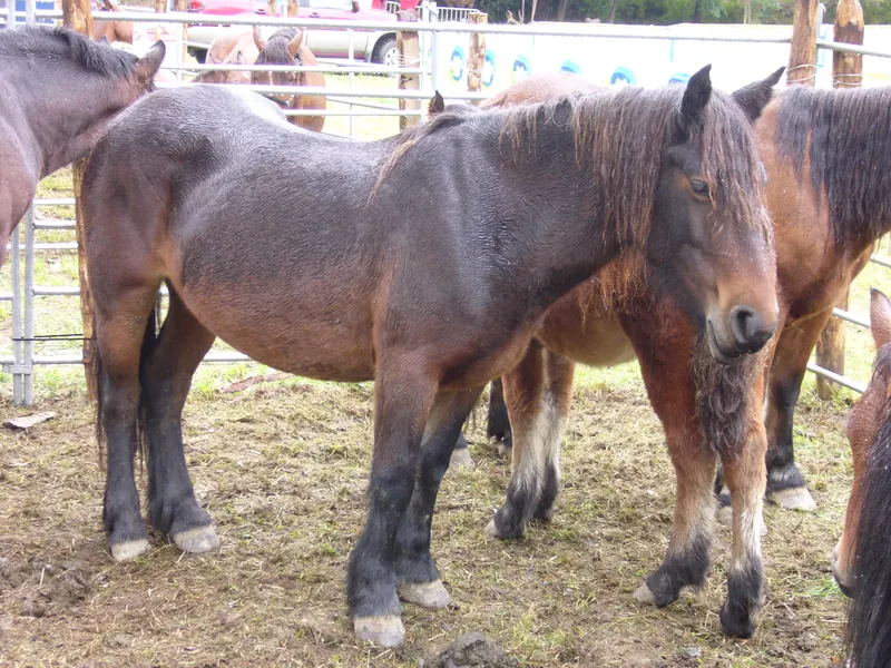 Jaca navarra, raza equina de montaña en peligro