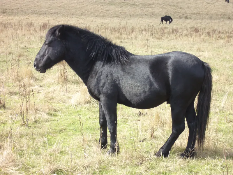 Caballo losino, la única raza caballar autóctona de Castilla