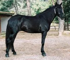 Caballo mallorquín, raza balear en peligro de extinción