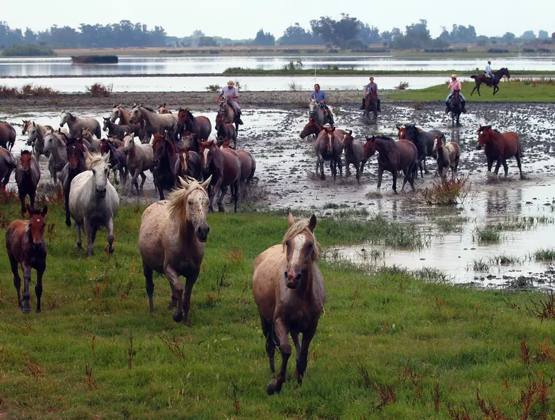 Caballo marismeño en las marismas del Guadalquivir