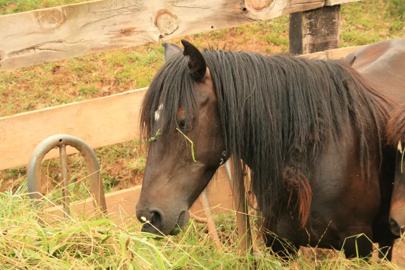 Caballo monchino de Cantabria en peligro de extinción