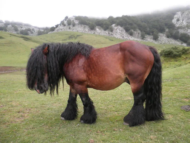 Caballo de monte del País Vasco en peligro de extinción