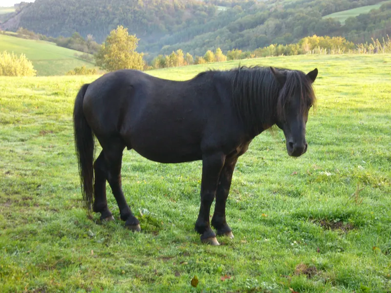 Pottoka, poni vasco en peligro de extinción