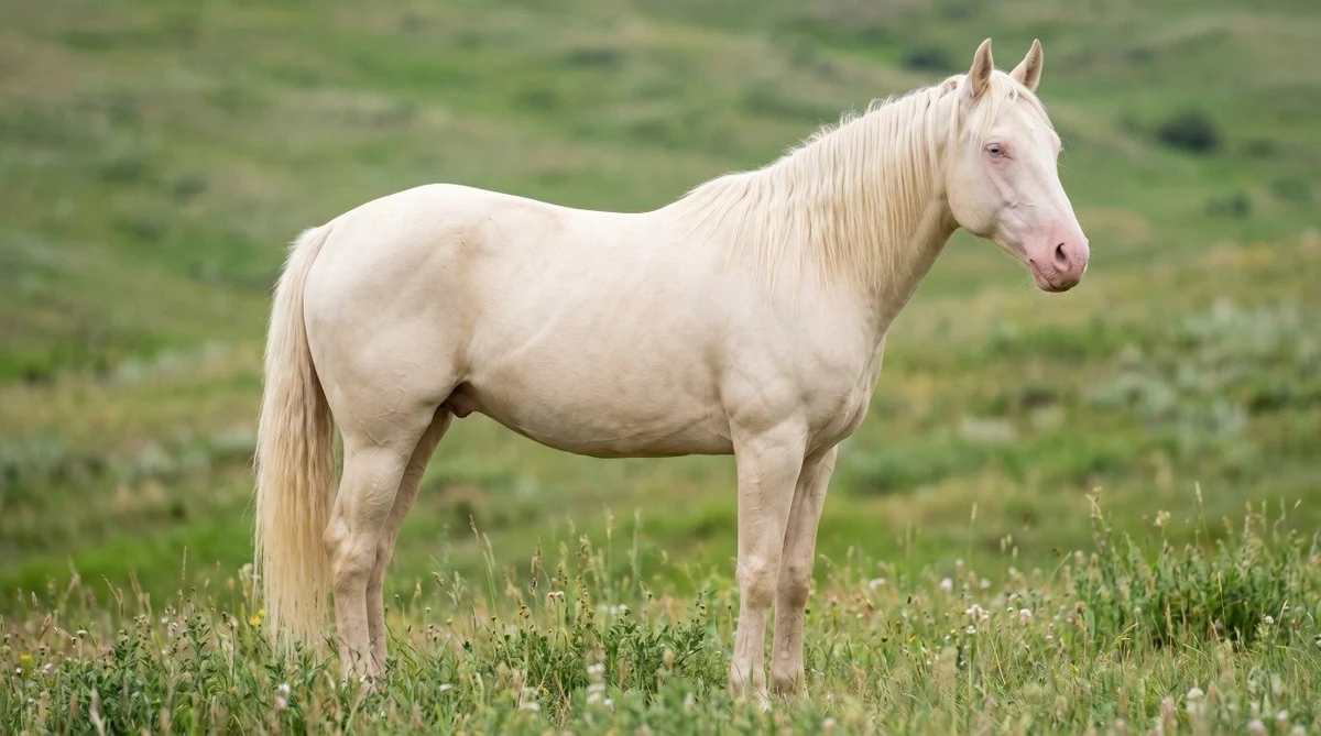 Caballo cremello con capa crema clara, piel rosada y ojos azules tipicos de la doble dilución del gen crema