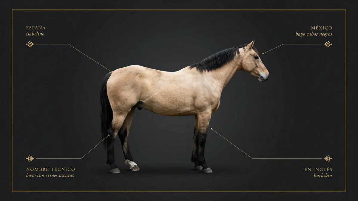 Infografia de los nombres del caballo isabelino: isabelino, bayo cabos negros, bayo con crines oscuras y buckskin