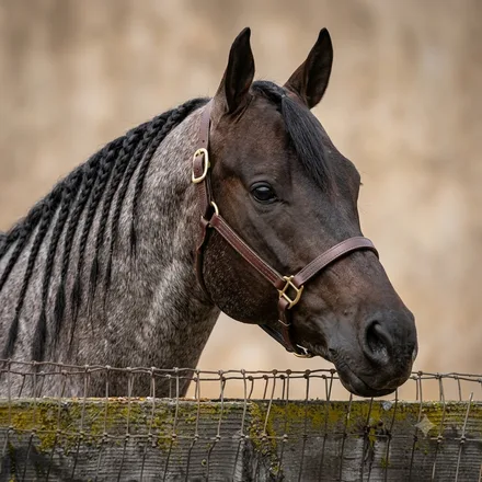 Caballo roano