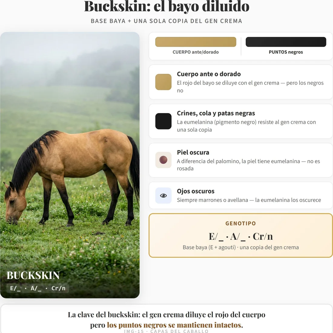 Página interior del libro mostrando la ficha visual de la capa buckskin: cuerpo dorado con crines y extremidades negras, sus rasgos delatores a simple vista y el genotipo de base bayo con una dosis del gen crema (Cr/cr)