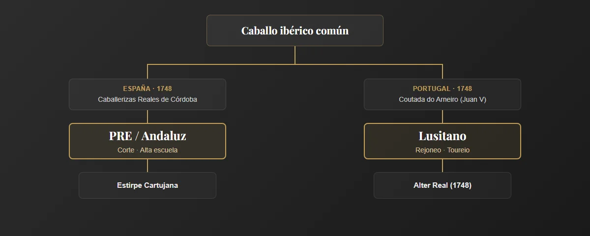 Árbol genealógico del caballo ibérico: en 1748 se bifurca en PRE/Andaluz en España y Lusitano en Portugal