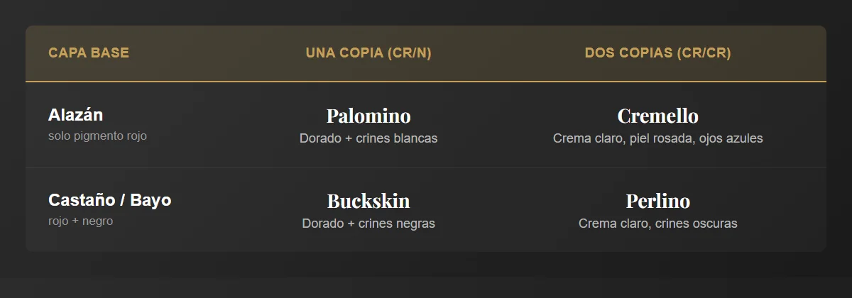Tabla del gen crema en caballos: alazan da palomino o cremello, castano da buckskin o perlino